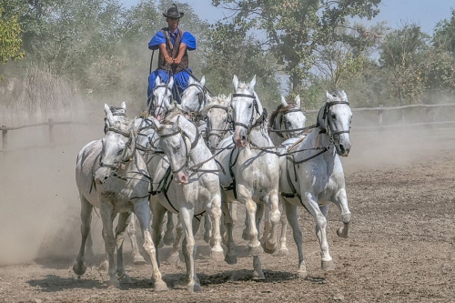 2024 Bewegungsdrang im Zaum