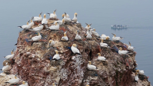 Helgoland Vogelfelsen