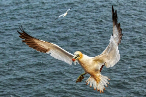 Basstölpel im Anflug