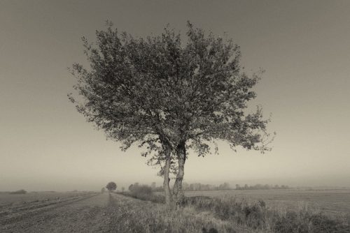 Teufelsmoor Baum