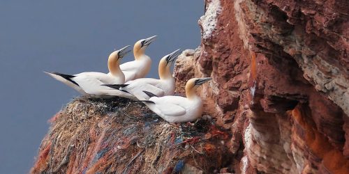 Helgoland Vogelfelsen
