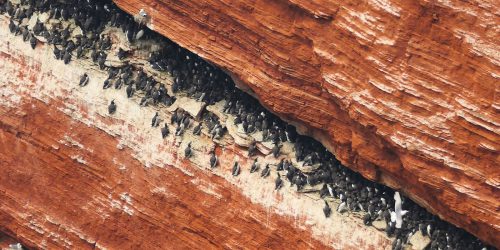 Helgoland Vogelfelsen 