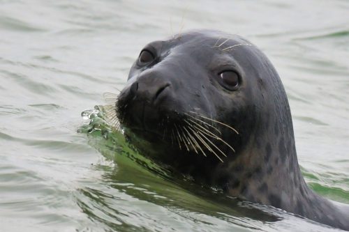 Robben am Dünenstrand 