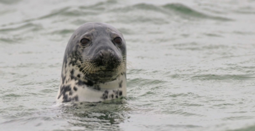 Robben am Dünenstrand 