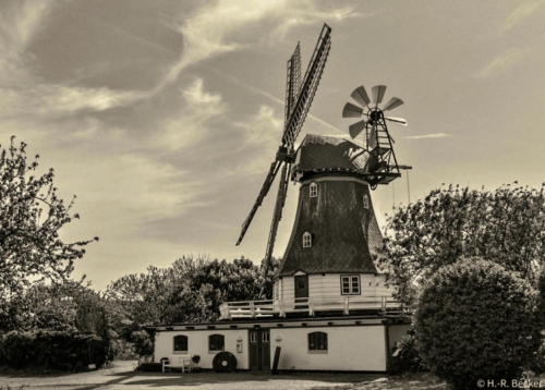 Mühle Vergißmeinnicht, Friedrichskoog, Dithmarschen, Schleswig-Holstein