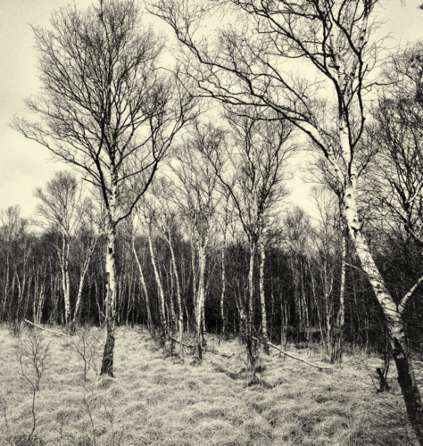 Teufelsmoor Birke